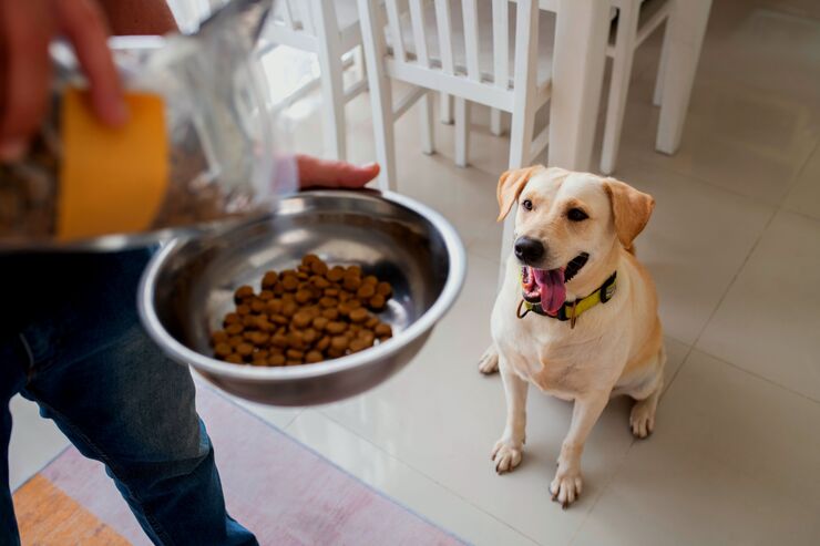 Cão esperando para comer sua ração.