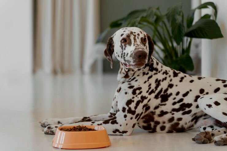 Melhor ração para cachorro Dalmata