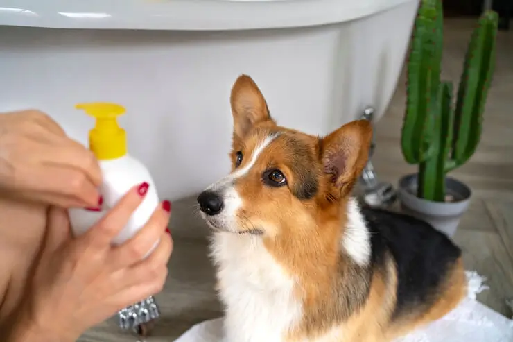 Uma tutora cuidando do seu cachorro, que esta com pulgas