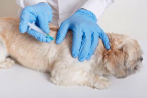 microchip para pet