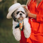 Tutora segurando seu Shih Tzu filhote branco com chapeuzinho