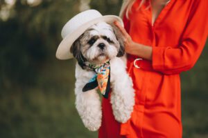 Tutora segurando seu Shih Tzu filhote branco com chapeuzinho