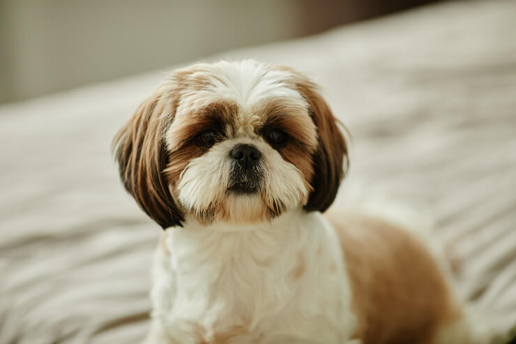 shih tzu com sua tosa perfeita.