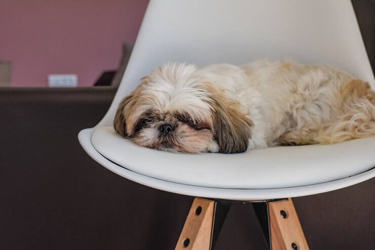 Um shih tzu dormindo em uma cadeira.