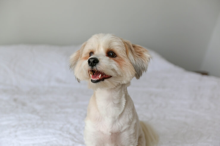 shih tzu branco latindo de alegria.