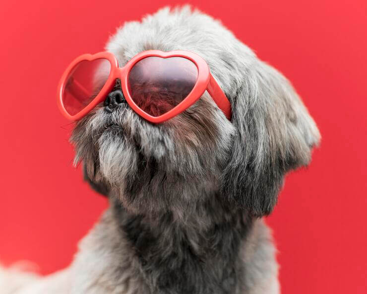 shi tzu filhote já com seu óculos para siar.