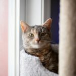 um gato em sua cama