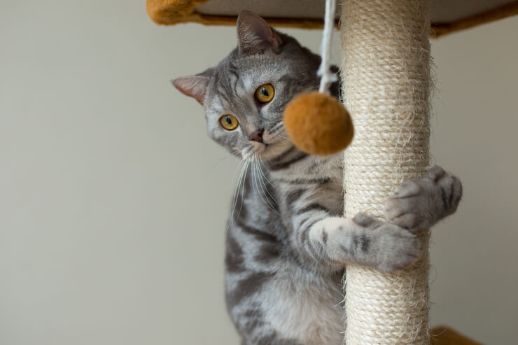 Um felino subindo em sua cama para gato