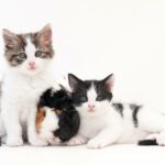dois gatos e um coelho