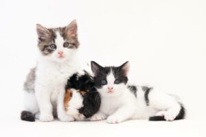 dois gatos e um coelho