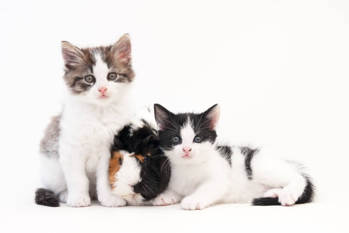 doois gatos e um coelho