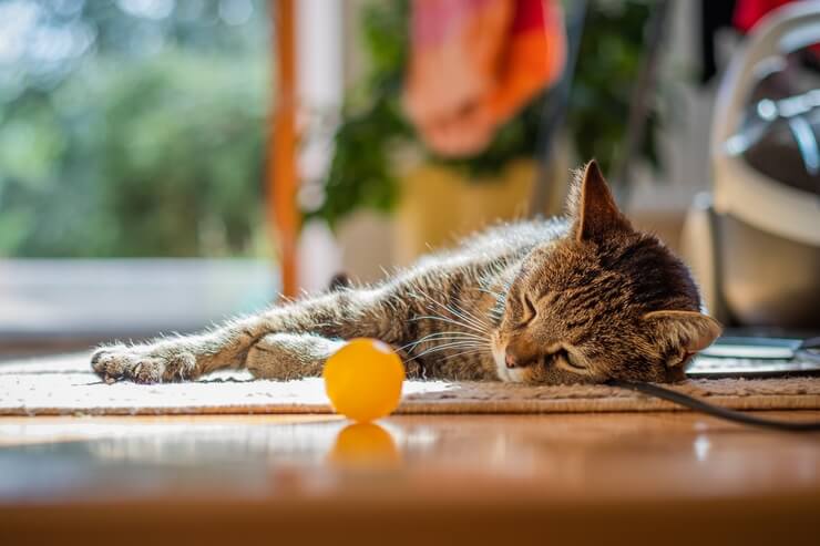 bolinha um dos brinquedos para gatos