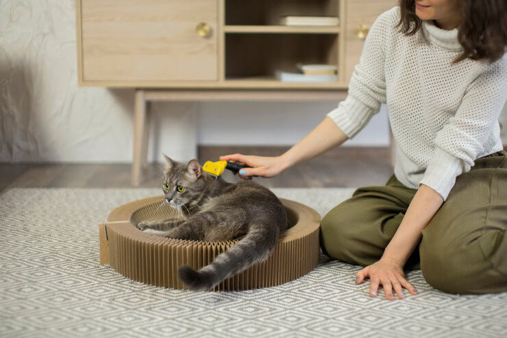 Sua dona escovando seu gato para evitar nós no pelo