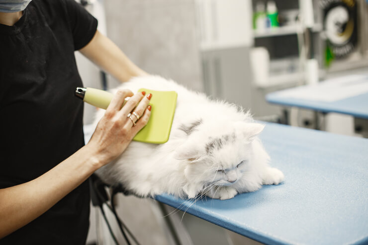 Uma veterinária escovando seu gato, com um das melhores escovas para gatos
