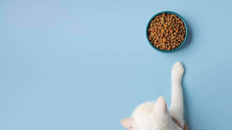 ração quase sendo comida pelo felino