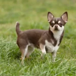 cachorro chihuahua em uma praça