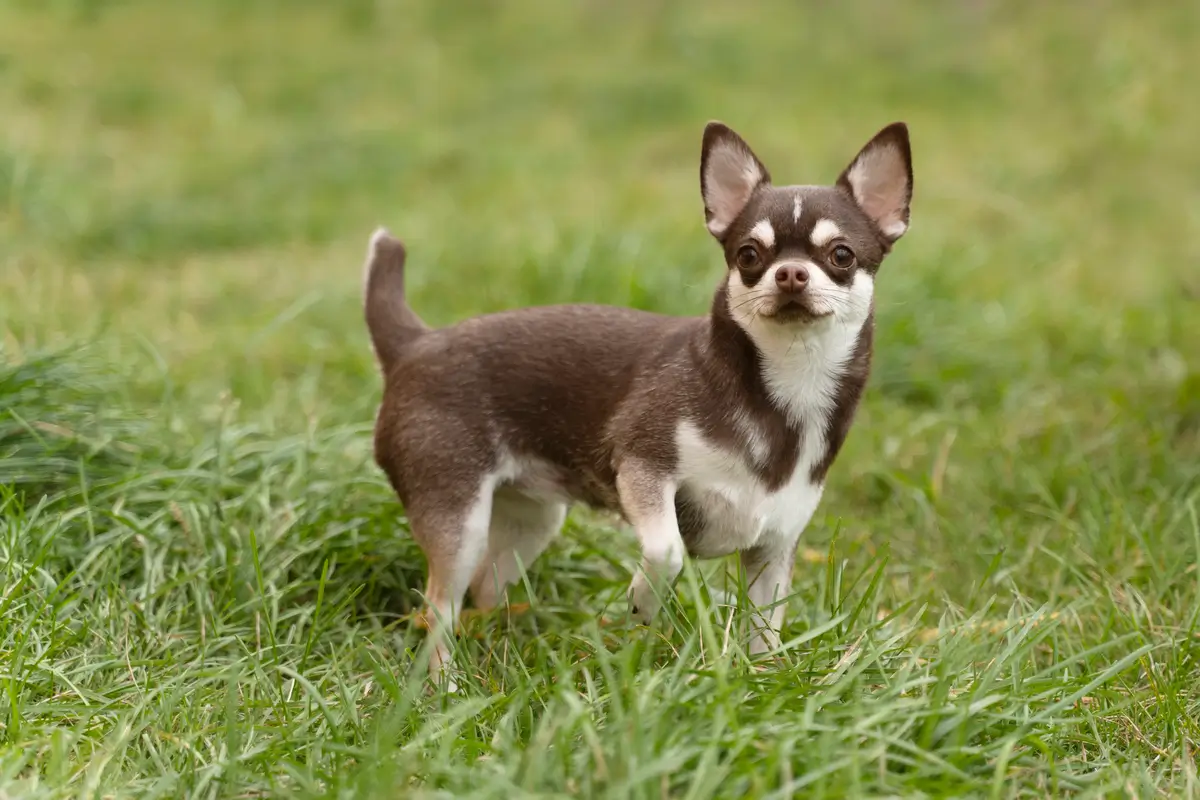 cachorro chihuahua em uma praça
