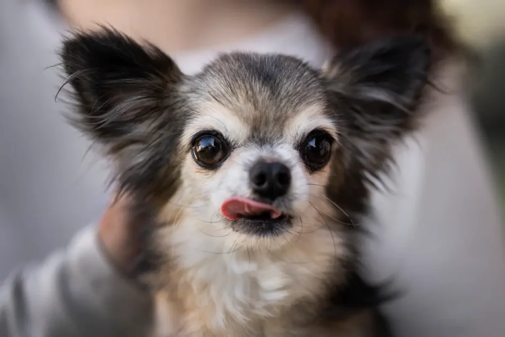 Chihuahua com sua cor específica