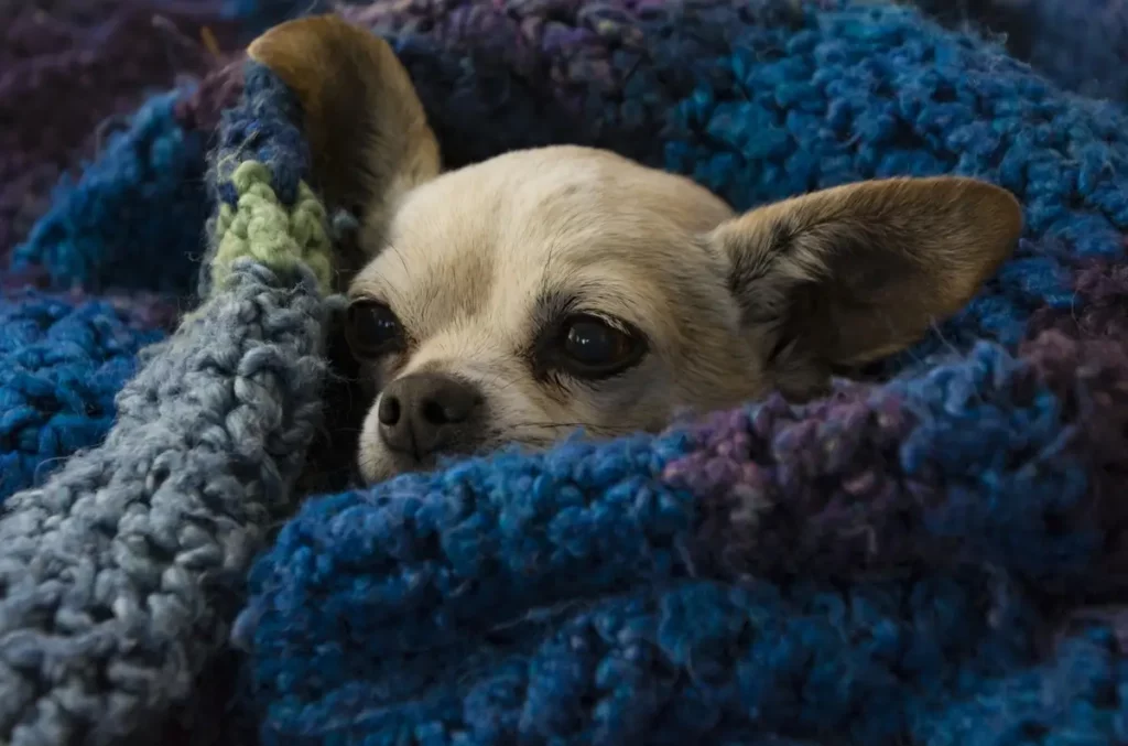 Chihuahua coberto por causa do frio