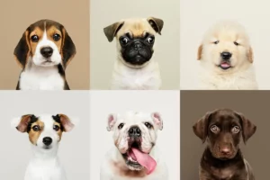 Um poster com alguns cachorros fofos.