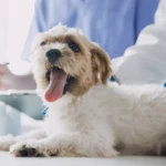 Shih Tzu e suas doenças