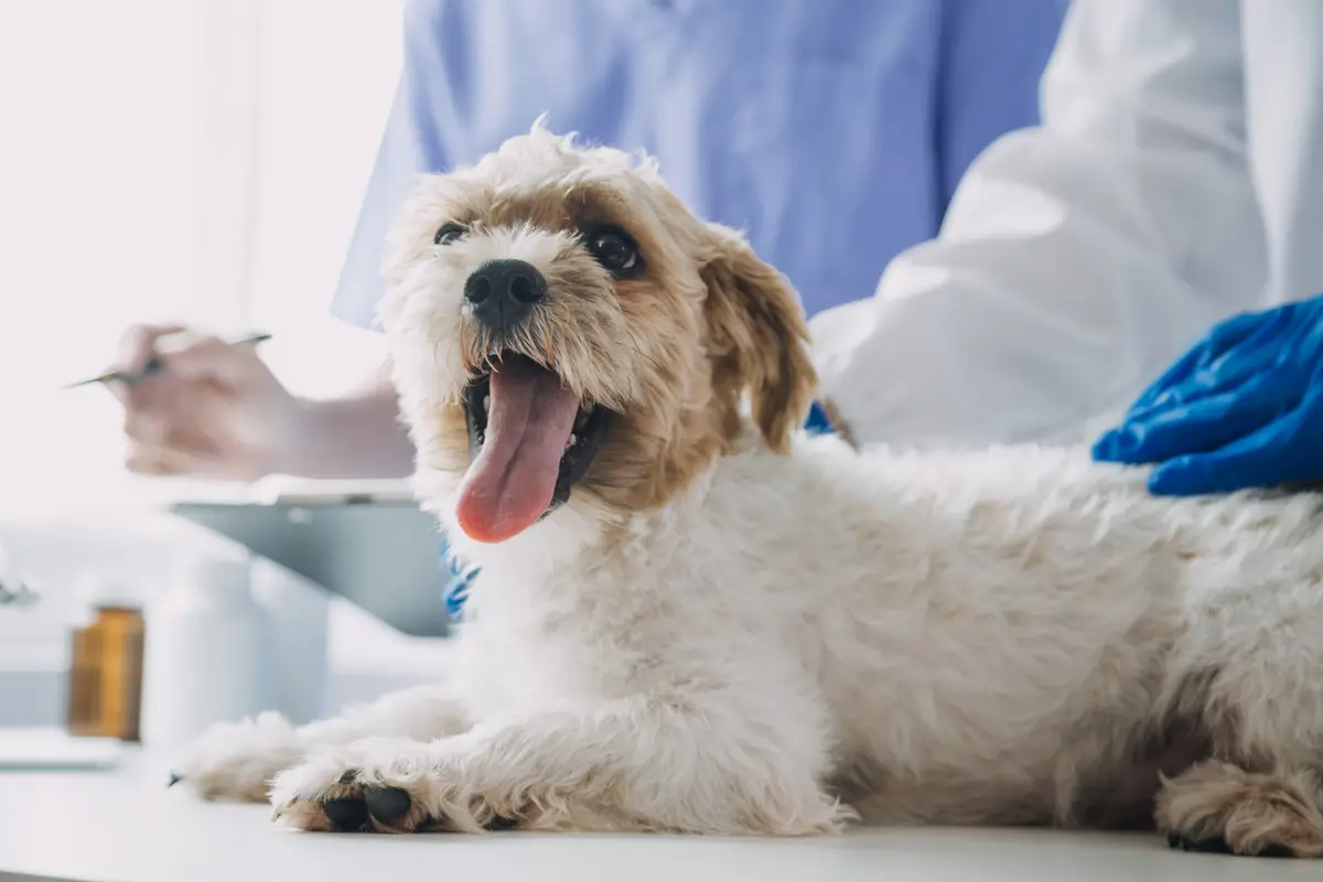 Shih Tzu e suas doenças