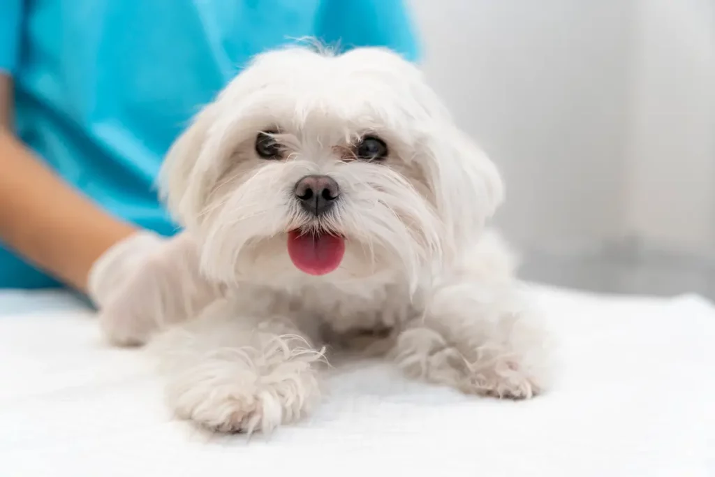 Um shih tzu no veterinário, verificando as 12 doenças mais comuns