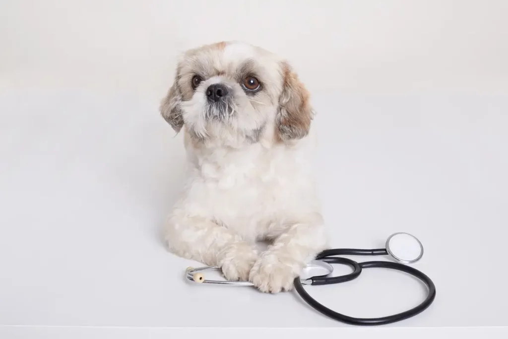 shih tzu com seu estetoscópio querendo ser veterinário