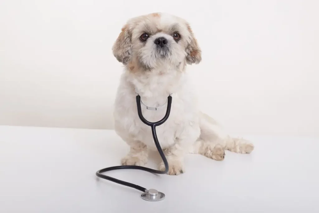 shih tzu médico