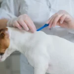 Cachorro sendo aplicado seu antipulga Bravecto