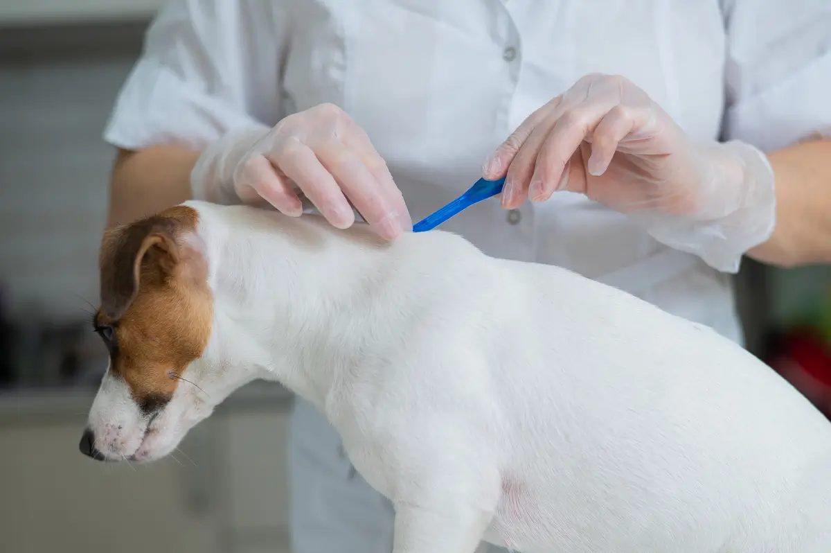 Cachorro sendo aplicado seu antipulga Bravecto