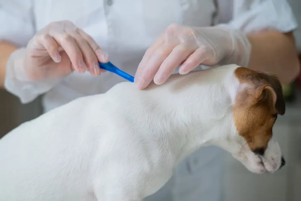 Um cachorro e sua veterinária usando bravecto