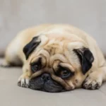 Um pug de cor bege com cara preta