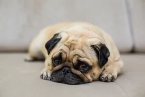 Um pug de cor bege com cara preta