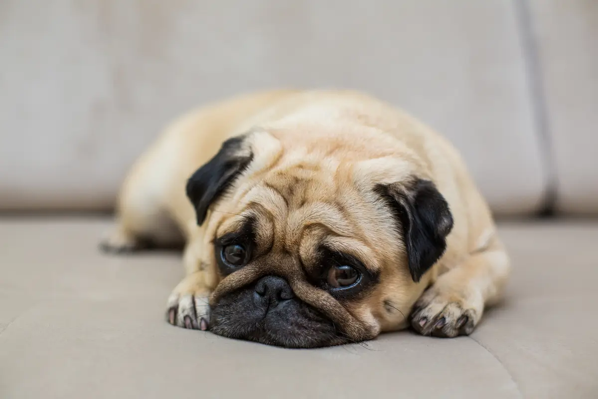 Um pug de cor bege com cara preta
