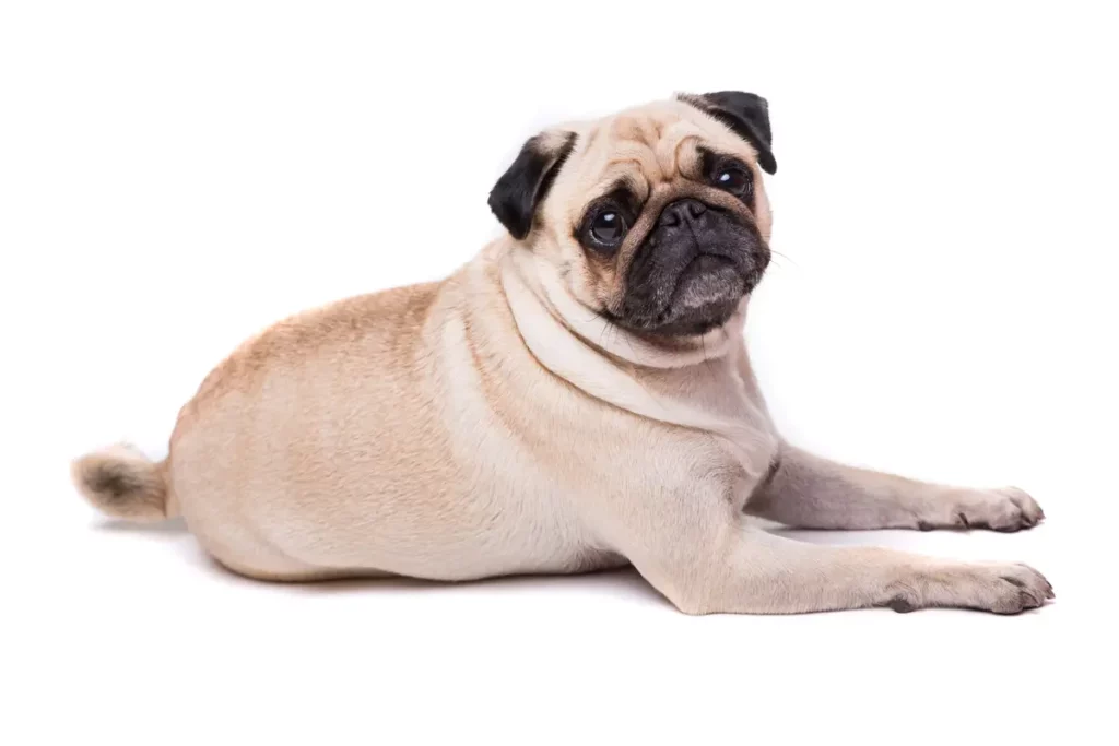 Pug cachorro de companhia