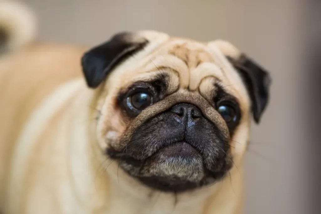 Cão da raça Pug
