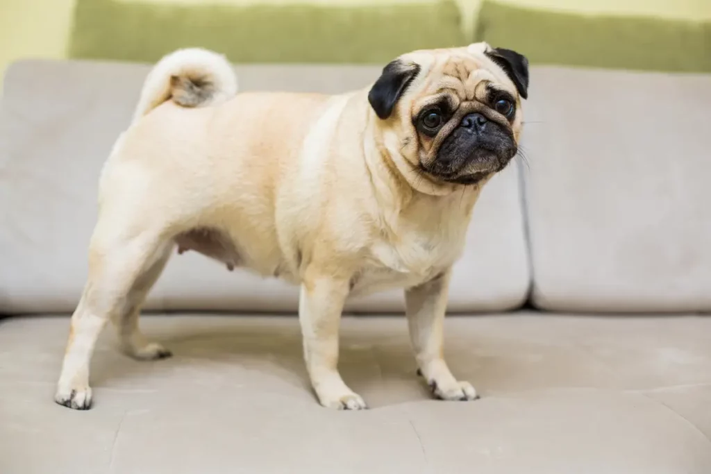 Uma fêmea da raça Pug