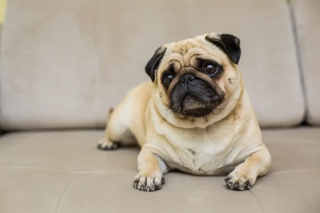 Cachorro pug uma fofura