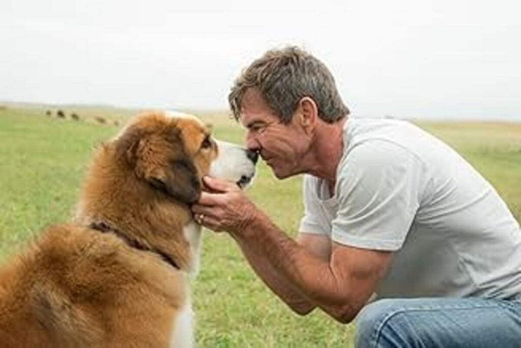 O filme Quatro vidas de um cachorro