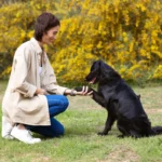 Um cachorro aprendendo a dar a patinha