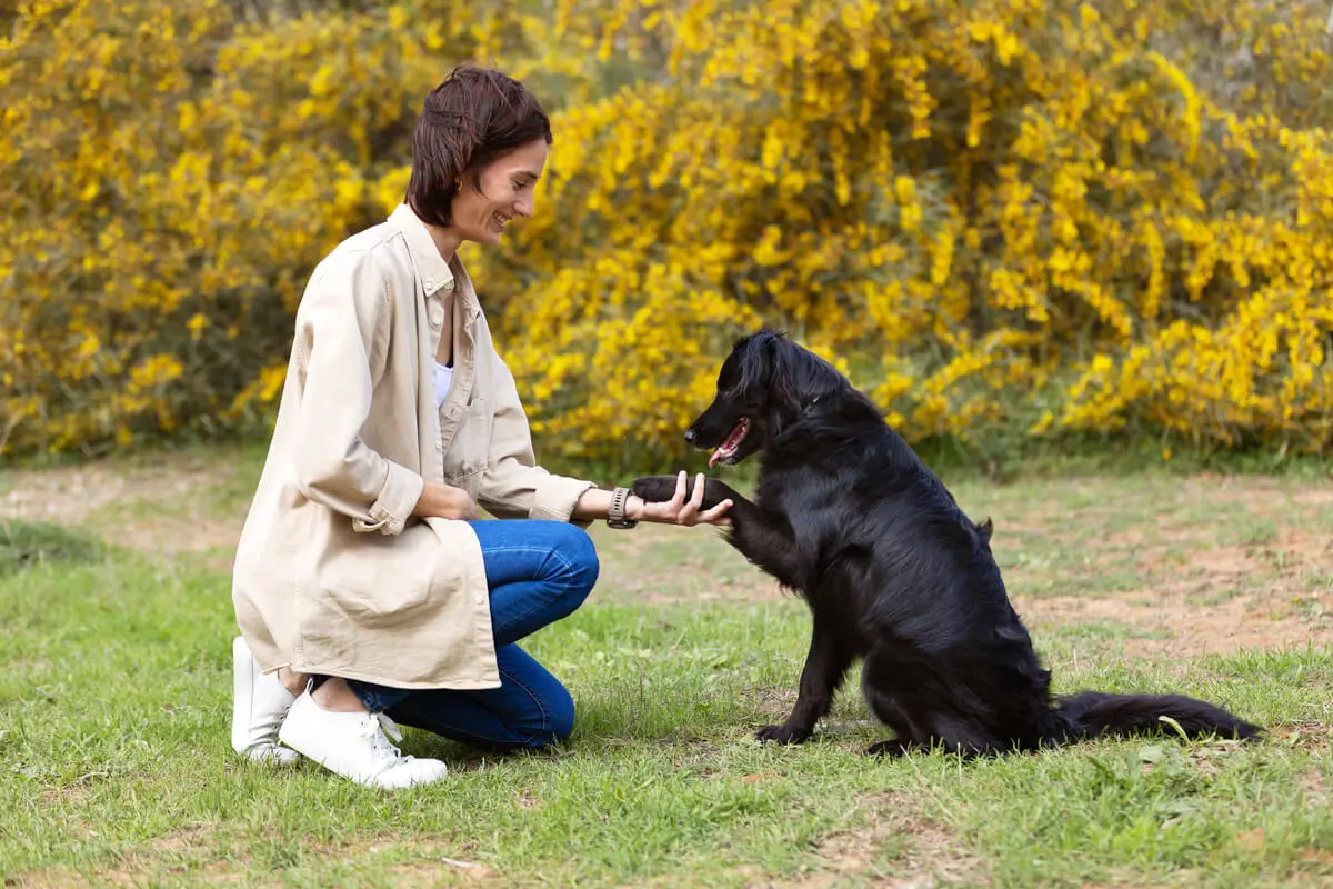 Um cachorro aprendendo a dar a patinha