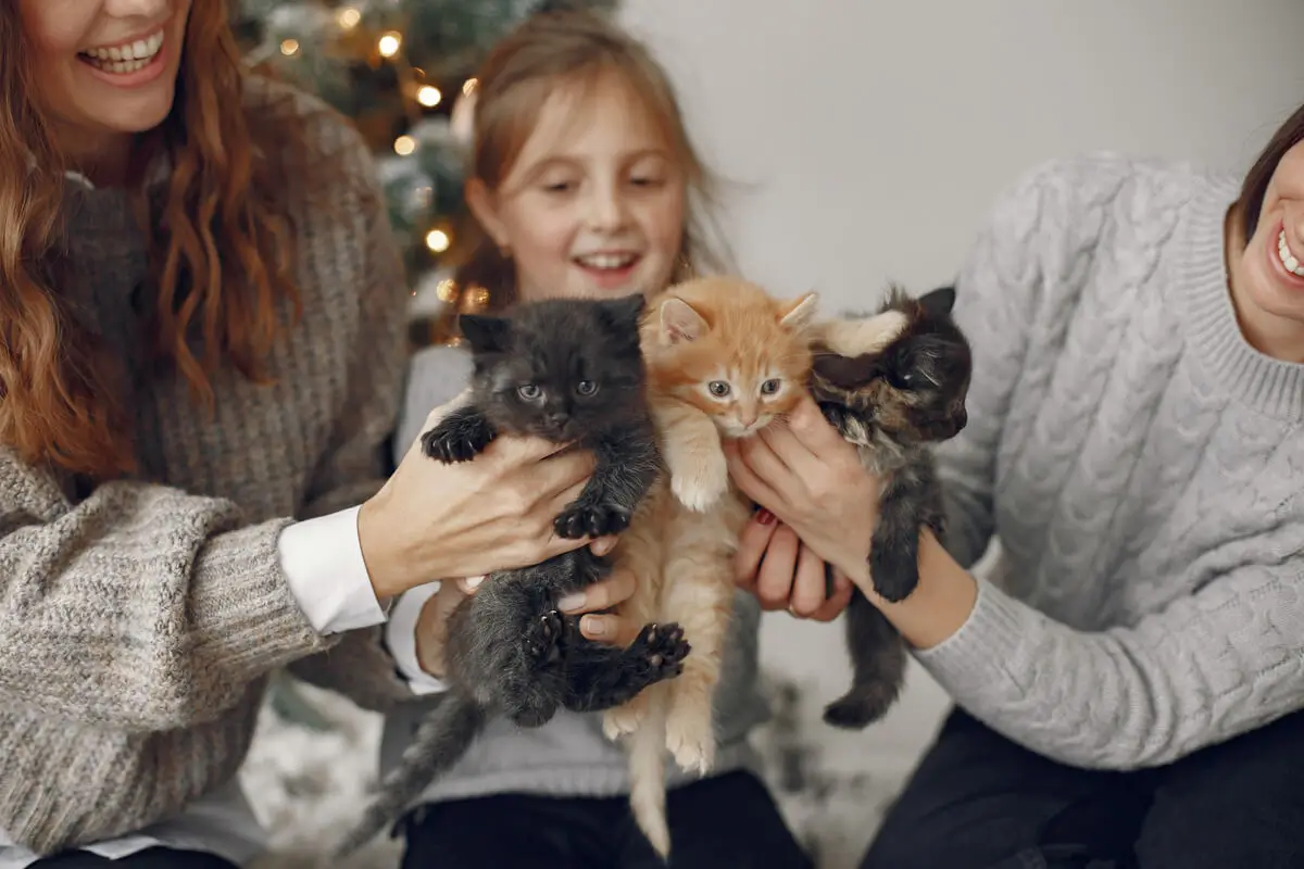 Filhotes de gatos junto com os tutores.