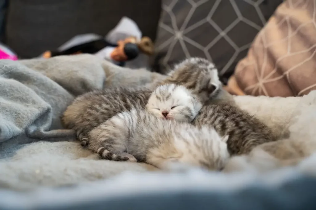 Cuidar de gatos e filhotes não é simples.
