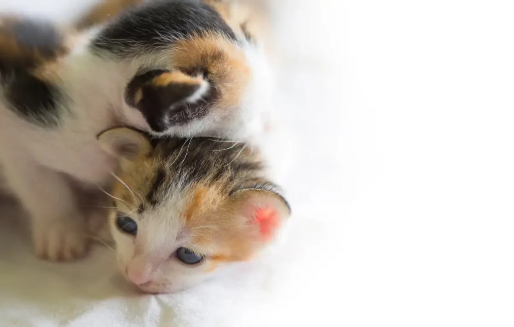 Dois filhotes de gato.