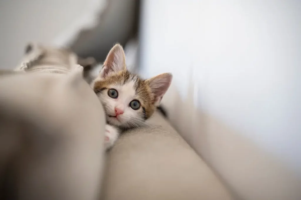 Um gatinho escondido no sofá.