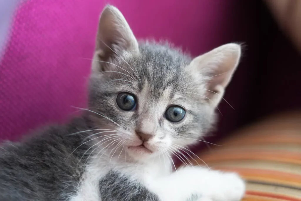 Um gato filhote