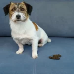 Cão que fez suas fezes, mas não faz coprofagia