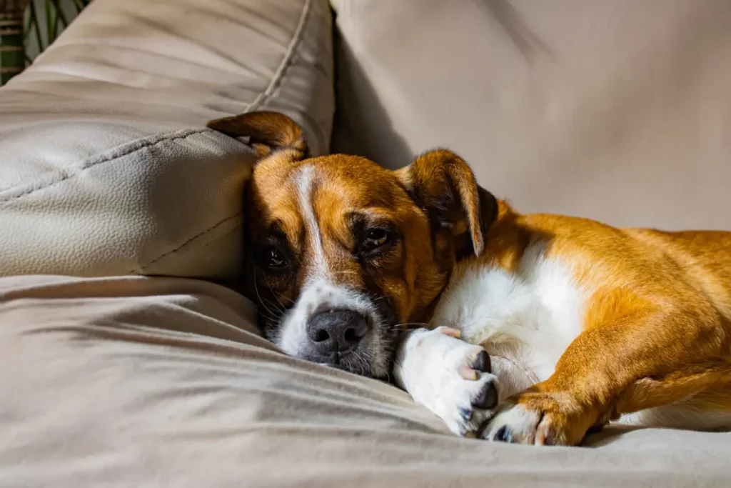Cachorro que faz coprofagia deitado
