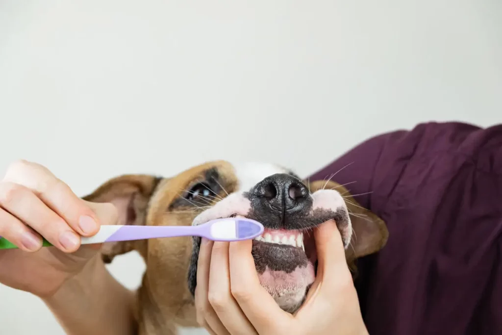 Uma tutora usando as melhores pastas de dente para cachorro